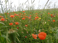 Poppies at Hougharry  is  in copyright